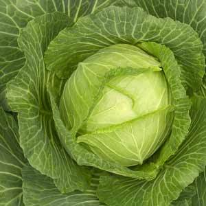 cabbage