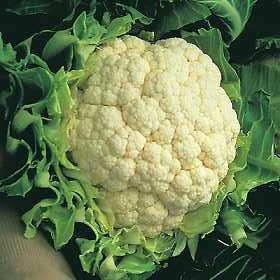 cauliflower