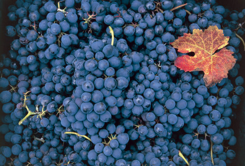 Grapes