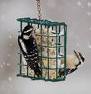Garden Suet Feeder