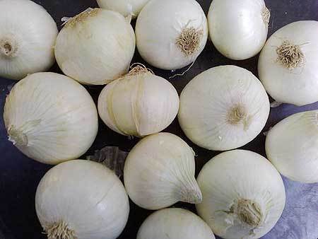 Fresh white onion