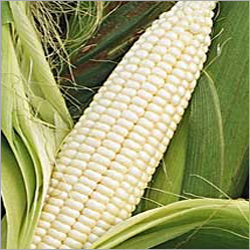 Frozen White Corn