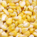 Frozen American Sweet Corn