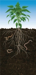 Organic Plant Growth Promoter