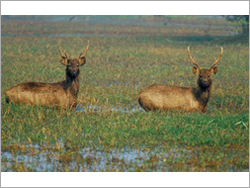 Rajasthan Wildlife Tour