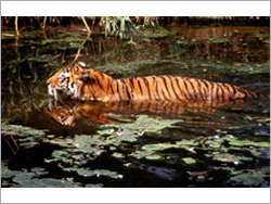 Rajasthan Wildlife Tour Packages