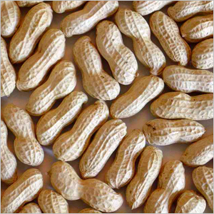 Ground Nut