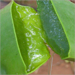 Aloe Vera Gel