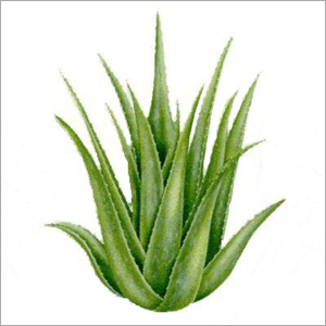 Aloe Vera - Green, 10-30 cm Height, 5-15 mm Leaf Thickness | Soothing, Moisturizing, Healing, Anti-Inflammatory Natural Remedy