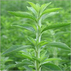 Stevia Outside