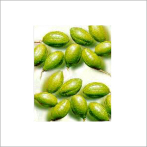 Terminalia Chebula