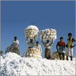 Raw Cotton
