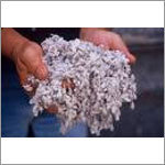 Cotton Seed