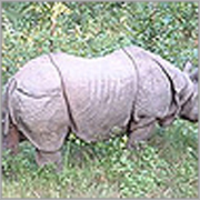 Wild Chitwan Tour