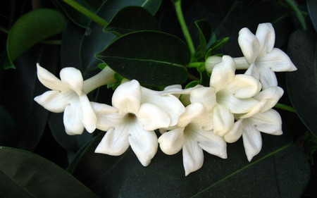 JASMINE FLOWER