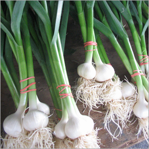 Green onion