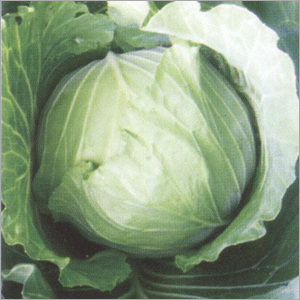 Green Cabbage