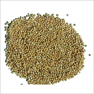 Beige Color Sorghum (Jawar)