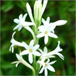 Tuberose