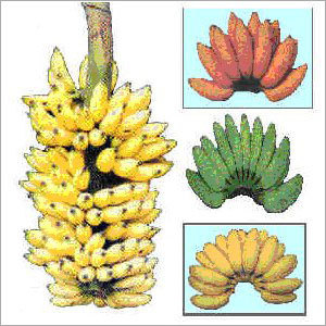 Banana