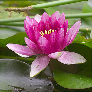 Lotus Flower