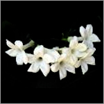 Jasmine Essential Oil