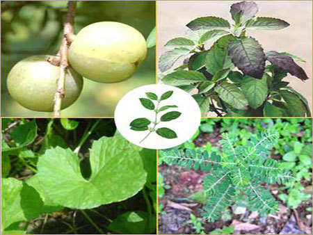 Medicinal Herbs