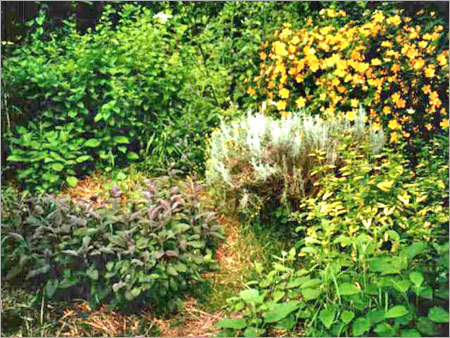 Herbs