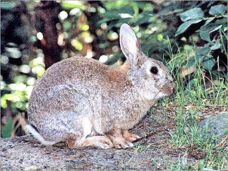 Rabbit