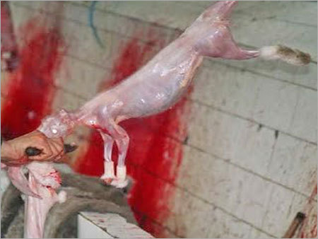 Rabbit Meat