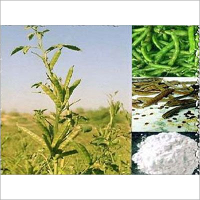 Guar Green Pod Guar Green Pod