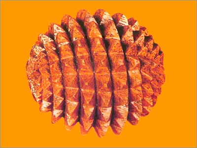 Hand Rolles Accupressure