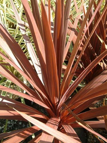 Cordyline Australis Red star