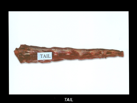 Buffalo Tail