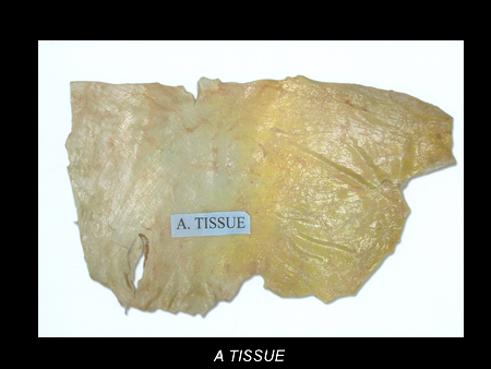 Buffalo Tissue