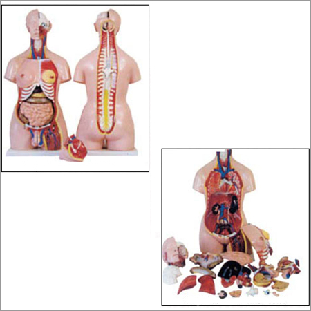 85cm Unisex Torso 23 parts