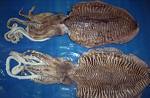 Cuttle Fish