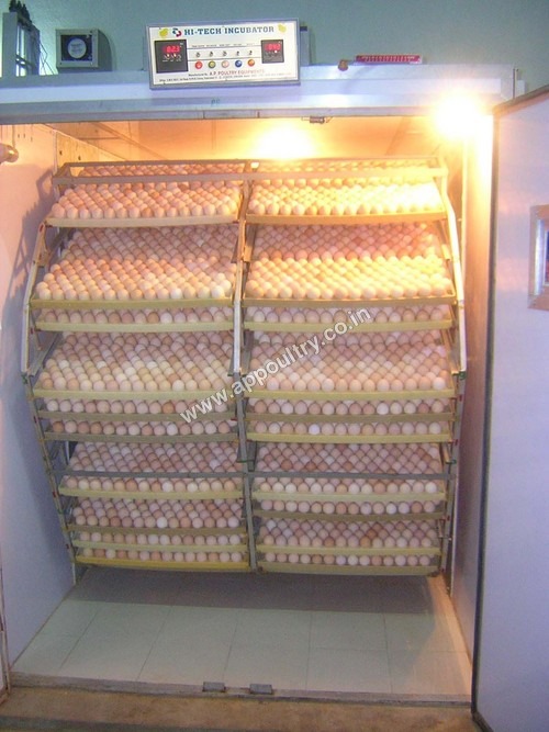 Commercial Chicken Incubator By A. P. POULTRY EQUIPMENTS