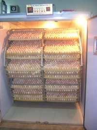 Commercial Chicken Incubator