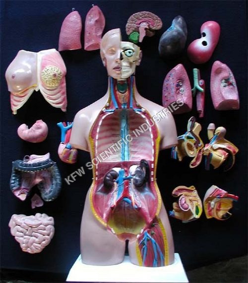 Human Torso with parts