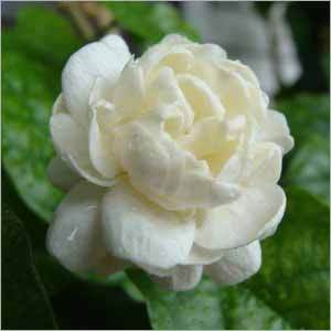 Jasmine