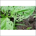 Diatomite For Pest Control
