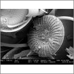 Diatomite For Abrasive Applications