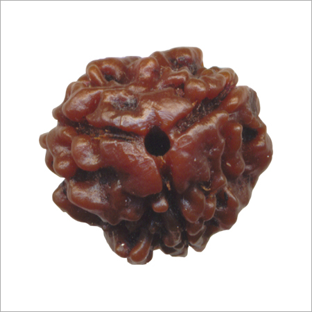 Three Mukhi Rudraksha