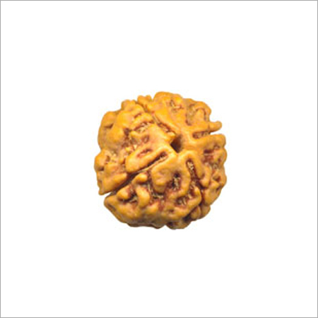 Four Mukhi Rudraksha