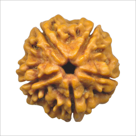 Five Mukhi Rudraksha