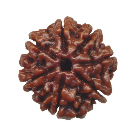 Seven Mukhi Rudraksha