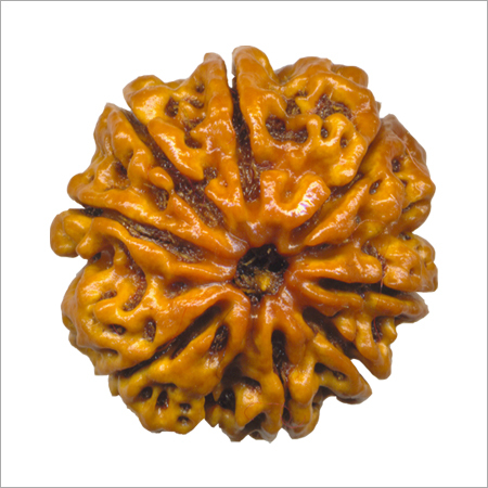 Eight Mukhi Rudraksha Bead - Rudraksha Seed, 20-25 mm, Brown | Obstacle Removal, Success Boost, Spiritual Growth, Wealth Attraction