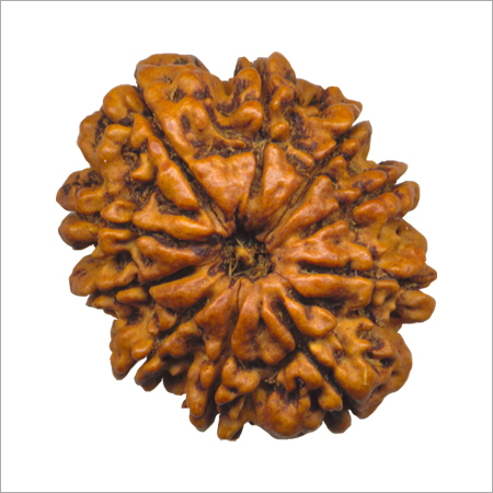 Ten Mukhi Rudraksha