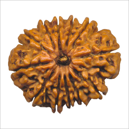 Tweleve Mukhi Rudraksha Bead - Rudraksha Seed, 14-28 mm, Brown | Spiritual Benefits, Energy Boost, Improved Focus, Positive Energy, Material Gains